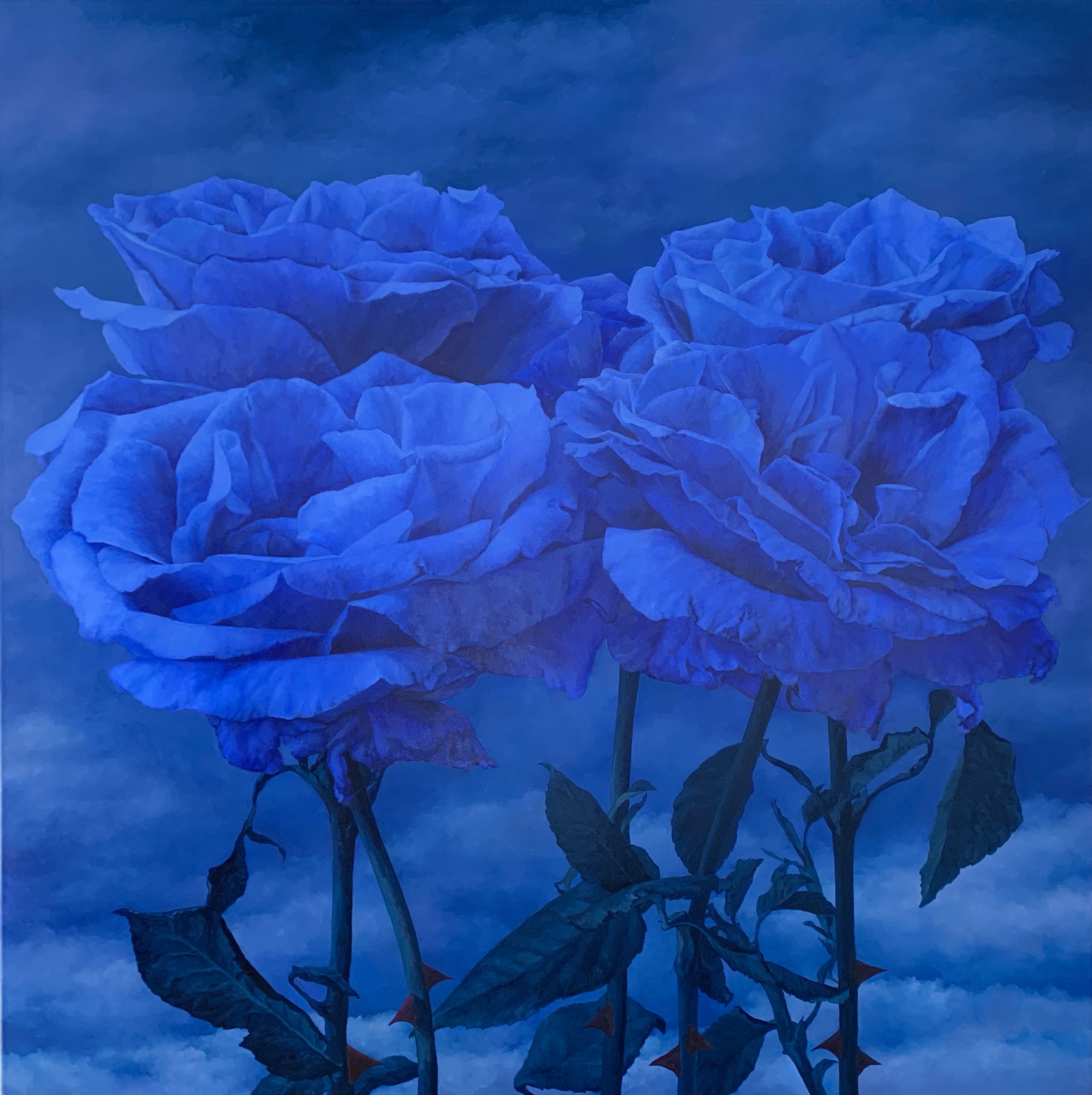 4 cobalt blue roses dark blue sky